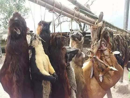 Meghalaya: Hunting of wild animals in East Garo Hills officially prohibited