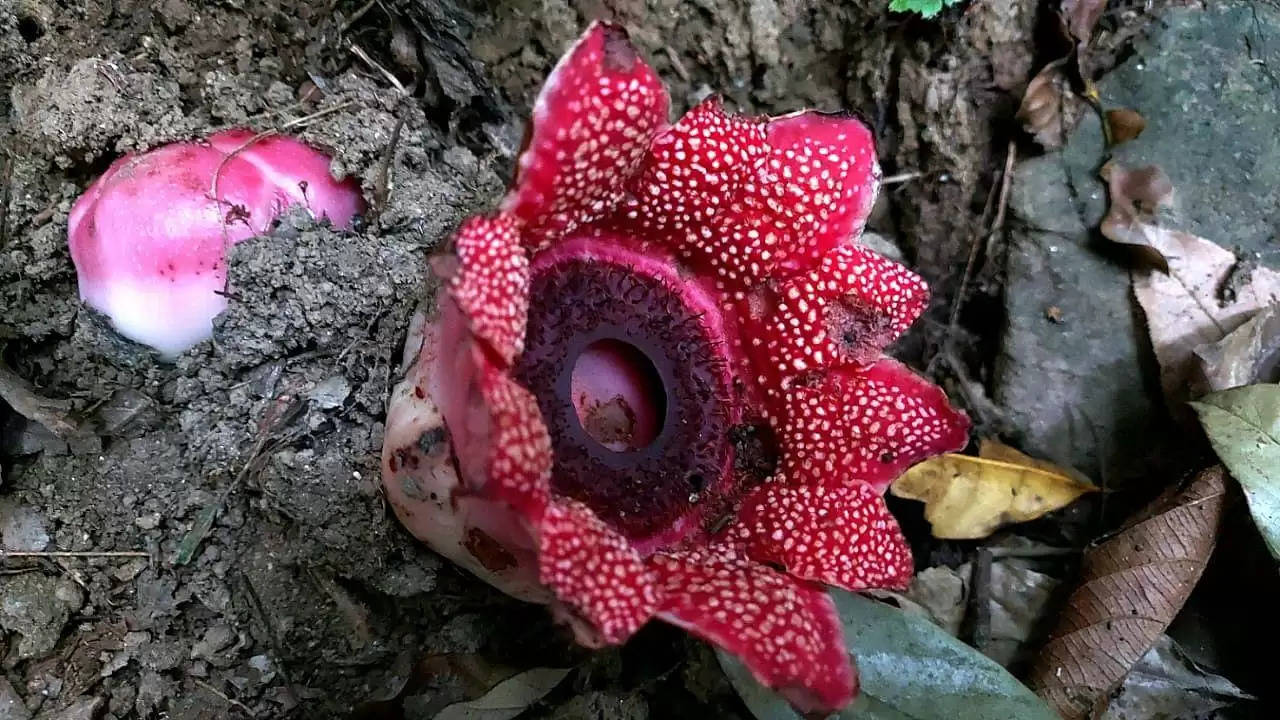 Rare Flower Spotted In Garo Hills
