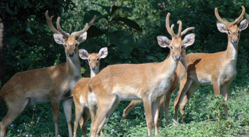 Manipur's brow-antlered deer 'Sangai' needs a new home