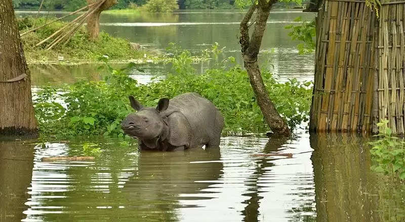 Assam: Floods claim 401 animals in Kaziranga National Park
