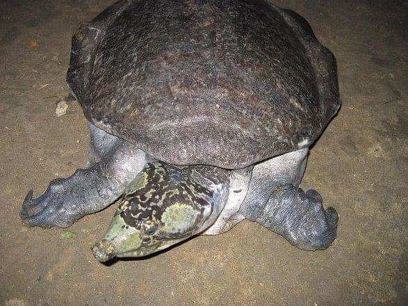 Nagaland: Critically endangered species of turtle found in Wokha district