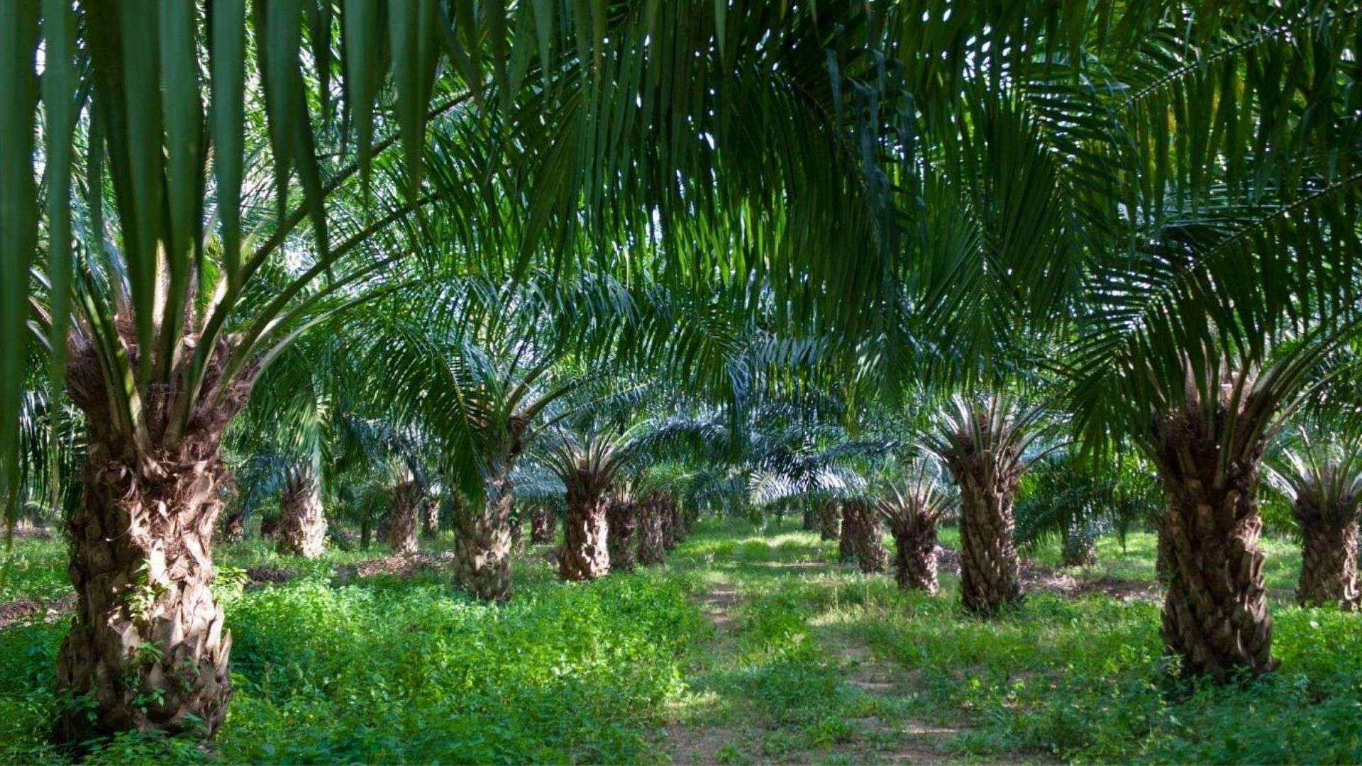 The Centre’s Oil Palm push is a slippery slope for Meghalaya
